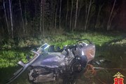 Лось стал виновником смертельного ДТП на трассе  Кола 
